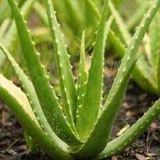 Bliv klogere på Aloe Vera